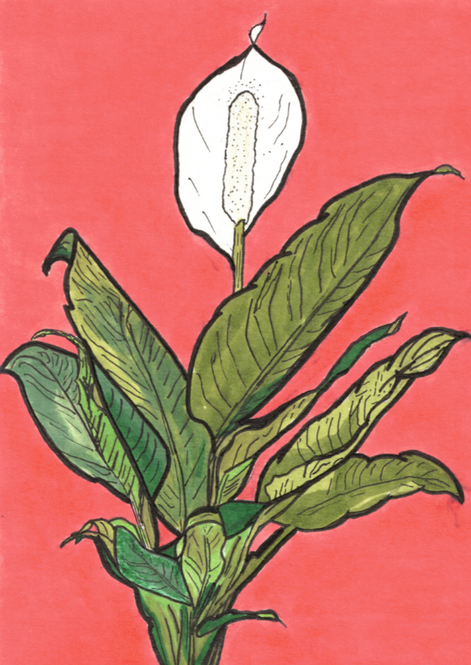 Hand-drawn peace lily, done by Keally Cieslik. 